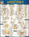 Anatomy I