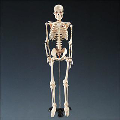 Skeleton W/Display Wcp-1  Mr Thrifty (SKU 102439095000015)