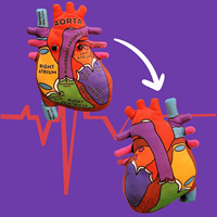 HEART MODEL