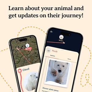 Image of VENTURE POLAR BEAR BRACELET -  3