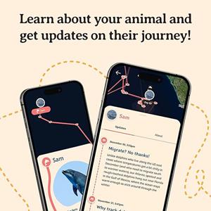 ODYSSEY DOLPHIN BRACELET -  2