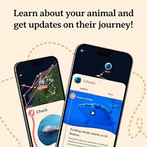 Image of QUEST WHALE SHARK BRACELET - 3 (SKU: 168864905000120) Image of QUEST WHALE SHARK BRACELET - 3